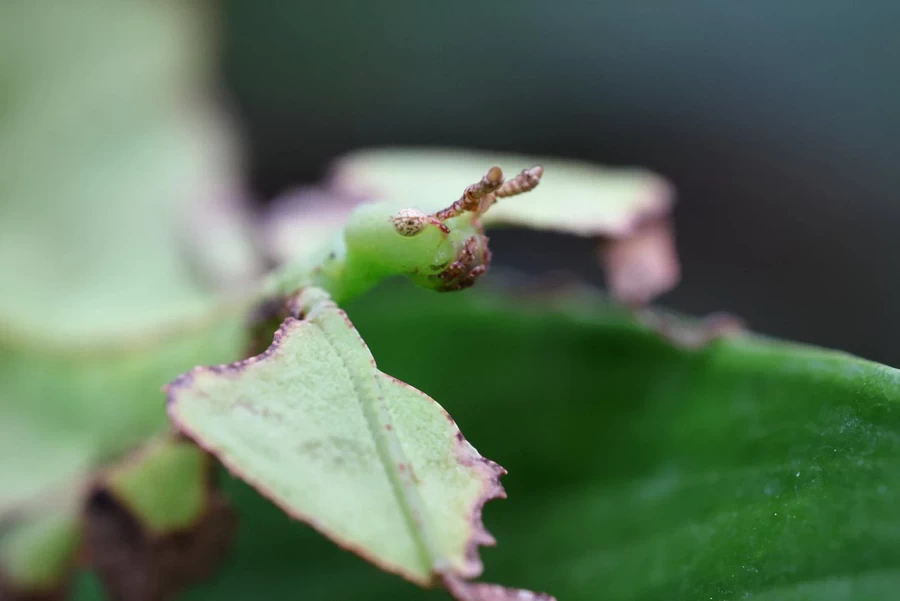 Canon RF 100mm f/2.8L Macro IS USM Lens by  in  - EC MALL