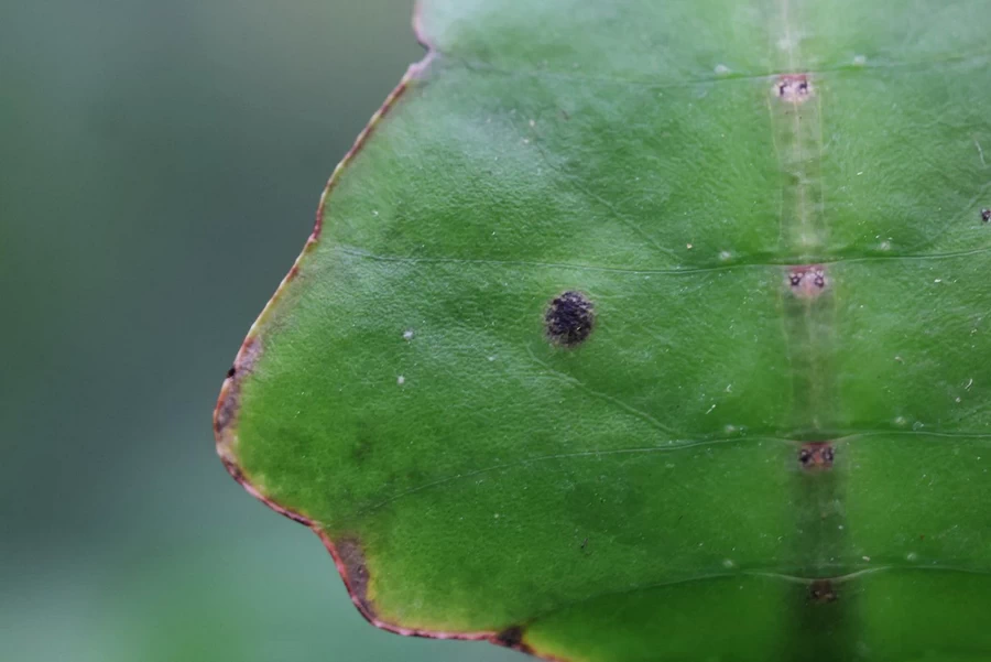 Canon RF 100mm f/2.8L Macro IS USM Lens by  in  - EC MALL