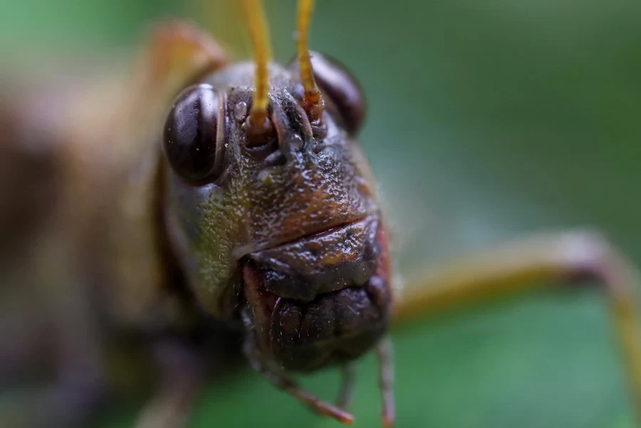Canon RF 100mm f/2.8L Macro IS USM Lens by  in  - EC MALL