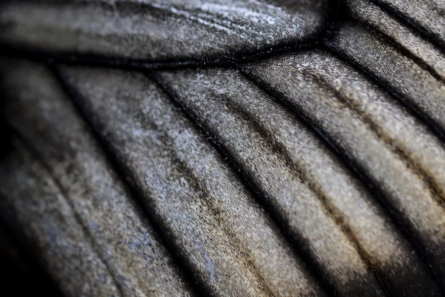 Canon RF 100mm f/2.8L Macro IS USM Lens by  in  - EC MALL