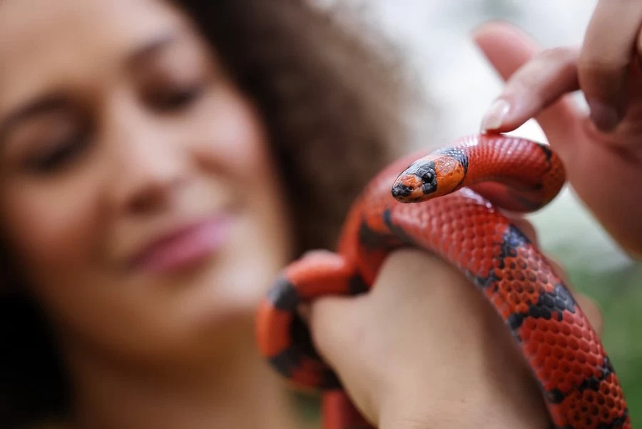 Canon RF 100mm f/2.8L Macro IS USM Lens by  in  - EC MALL