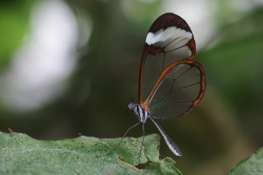 Canon RF 100mm f/2.8L Macro IS USM Lens by  in  - EC MALL