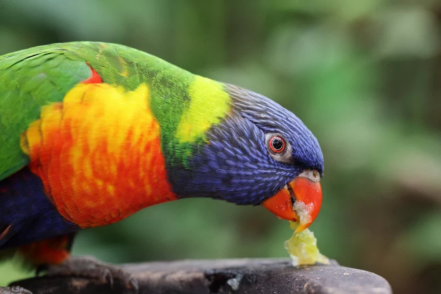 Canon RF 100mm f/2.8L Macro IS USM Lens by  in  - EC MALL