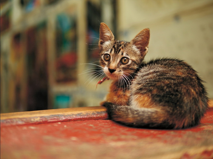 Panasonic Leica DG Summilux 25mm f/1.4 ASPH (H-XA025GC) Lens Ver.2 by  in  - EC MALL