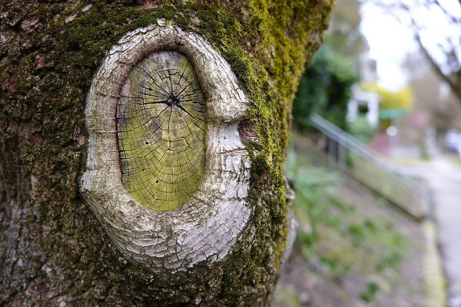 Sigma fp L Mirrorless Camera by  in  - EC MALL