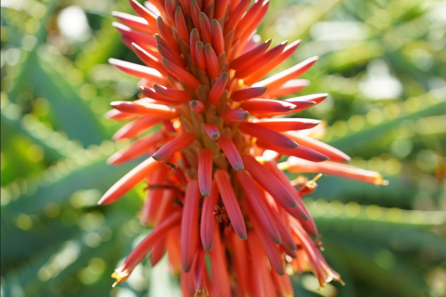 Sony FE 40mm f/2.5 G Lens by  in  - EC MALL