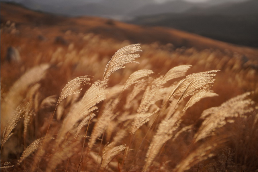 Sony FE 50mm f/1.2 GM Lens by  in  - EC MALL