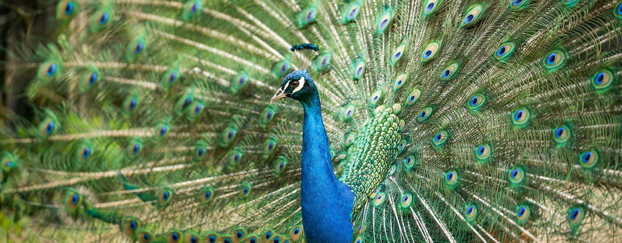 ZEISS Batis 135mm f/2.8 Lens by  in  - EC MALL