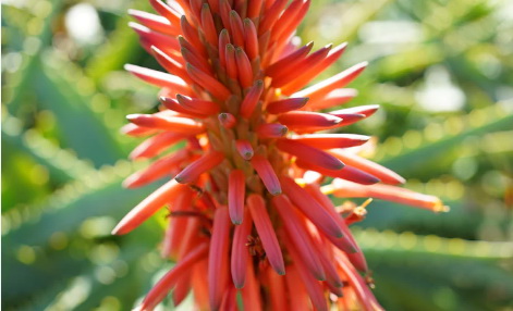 Sony FE 40mm f/2.5 G Lens by  in  - EC MALL