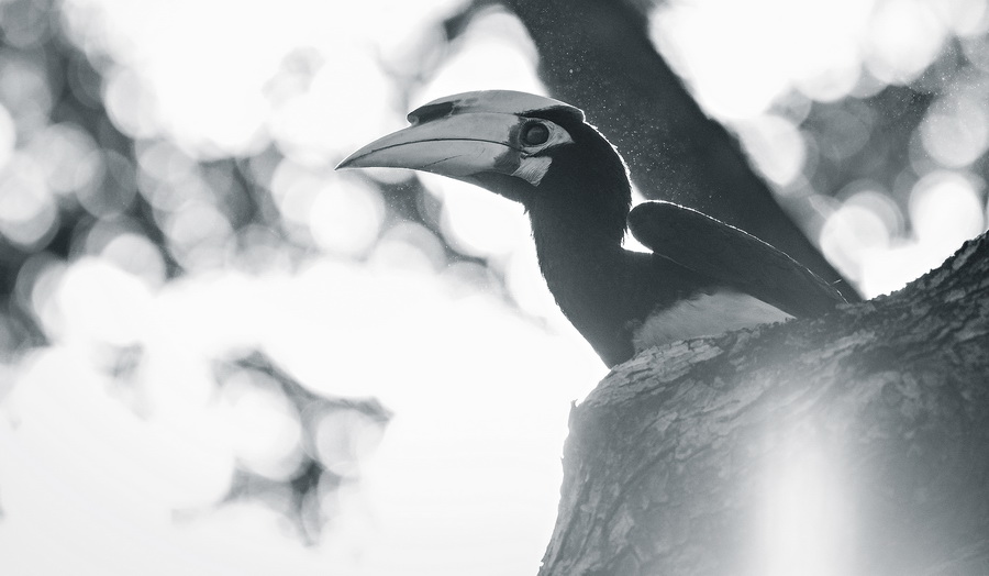 Fujifilm Fujinon XF 200mm f/2 R LM OIS WR Lens by  in  - EC MALL