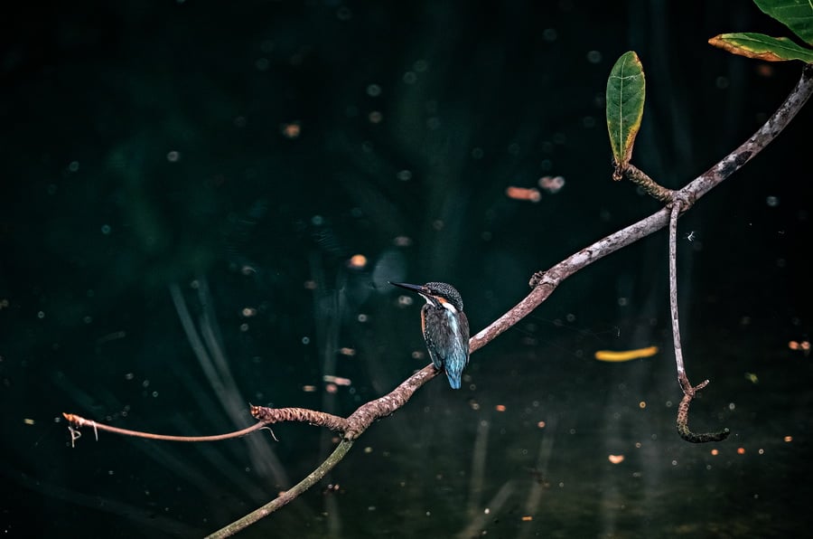 Fujifilm Fujinon XF 200mm f/2 R LM OIS WR Lens by  in  - EC MALL