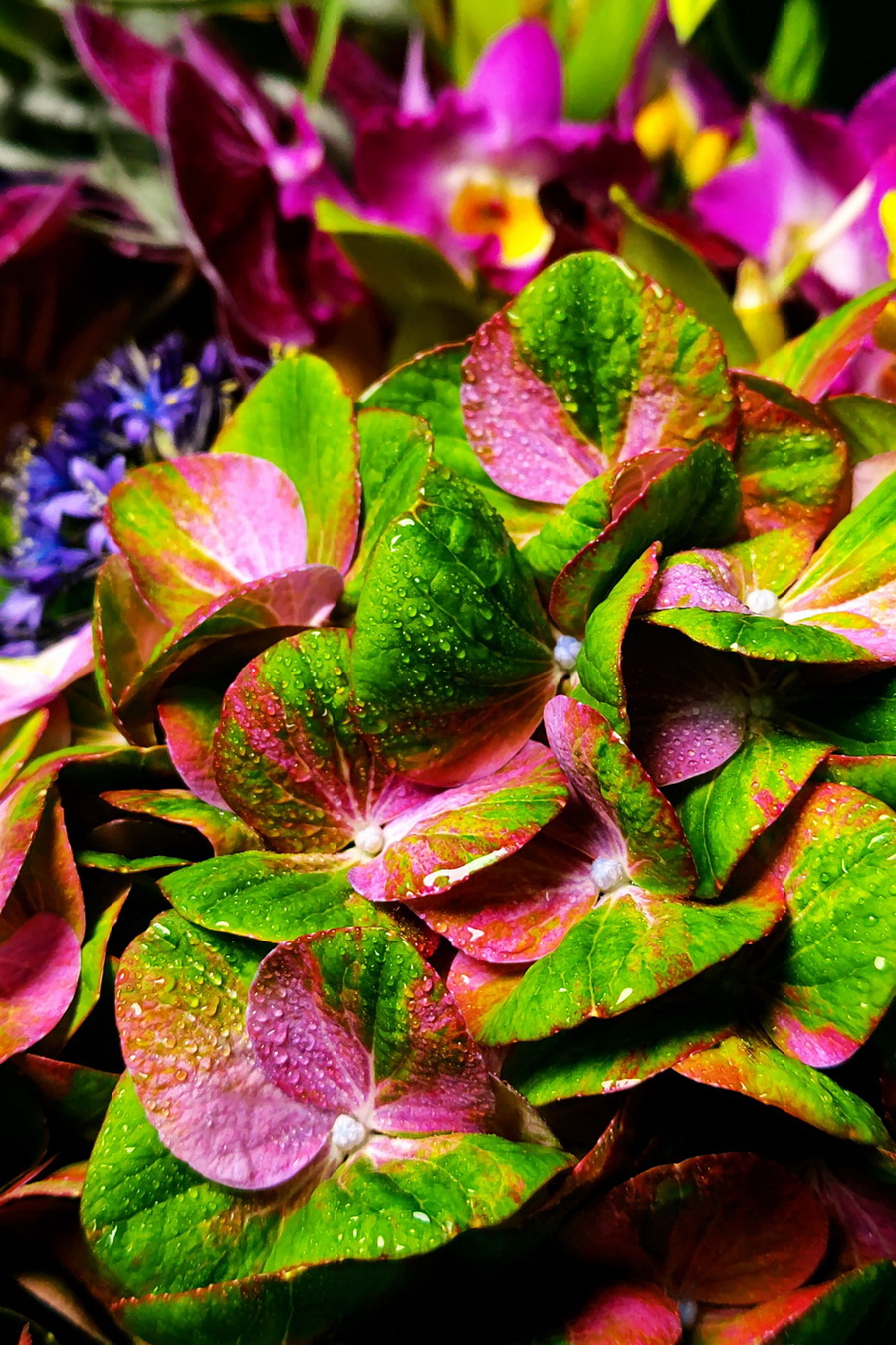 Sharp Aquos R6 by  in  - EC MALL