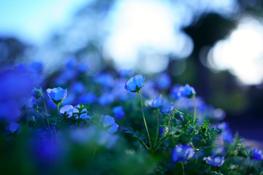 Sigma 35mm f/1.4 DG DN (A) Lens by  in  - EC MALL