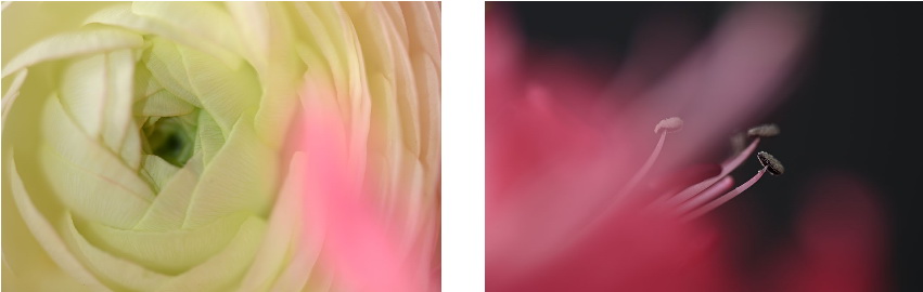 Nikon NIKKOR Z MC 105mm f/2.8 VR S Lens by  in  - EC MALL