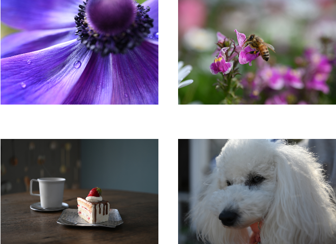 Nikon NIKKOR Z MC 50mm f/2.8 Lens by  in  - EC MALL