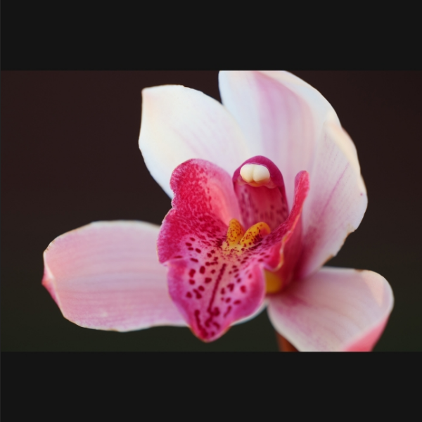 Panasonic Lumix S 70-300mm f/4.5-5.6 Macro O.I.S. Lens (S-R70300GC) by  in  - EC MALL