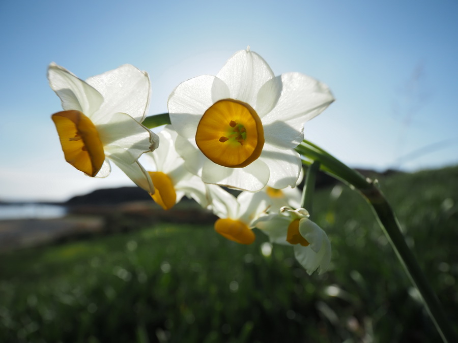 Olympus M.Zuiko Digital ED 8-25mm f/4 PRO Lens by  in  - EC MALL