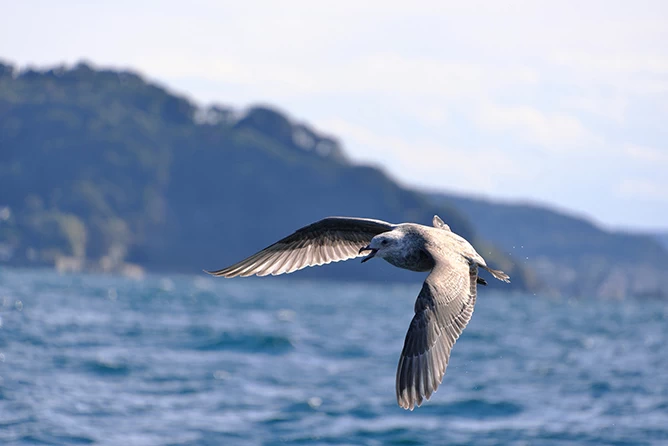 Tamron 18-300mm f/3.5-6.3 Di III-A VC VXD Lens by  in  - EC MALL