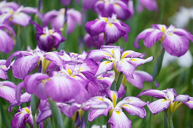 Tamron 18-300mm f/3.5-6.3 Di III-A VC VXD Lens by  in  - EC MALL