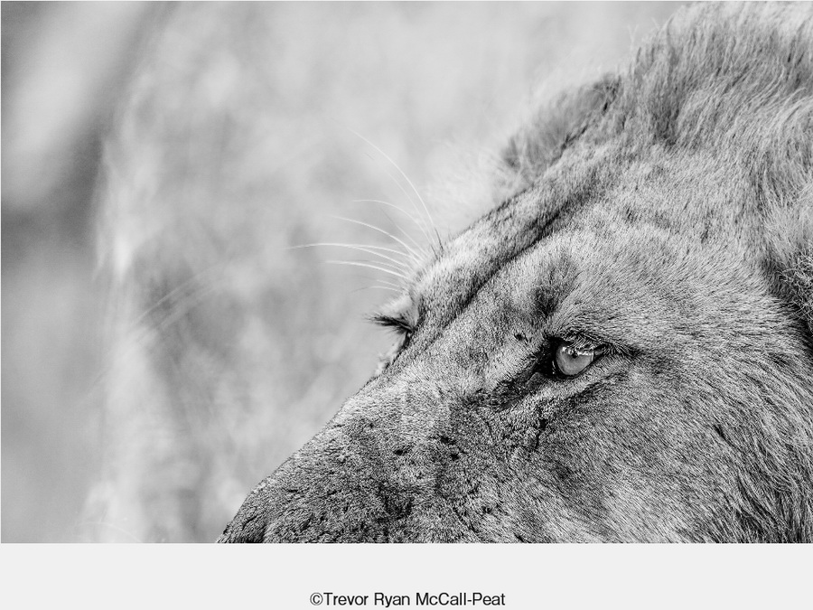 Sigma 150-600mm f/5-6.3 DG DN OS Sports Lens by  in  - EC MALL