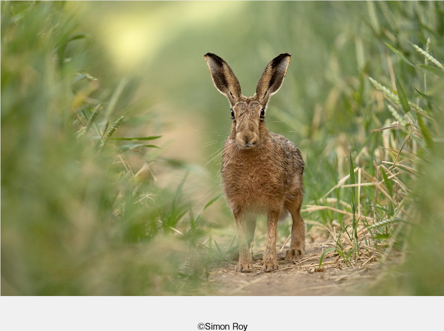 Sigma 150-600mm f/5-6.3 DG DN OS Sports Lens by  in  - EC MALL