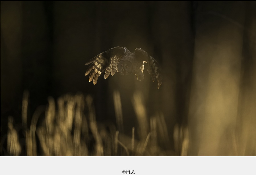 Sigma 150-600mm f/5-6.3 DG DN OS Sports Lens by  in  - EC MALL