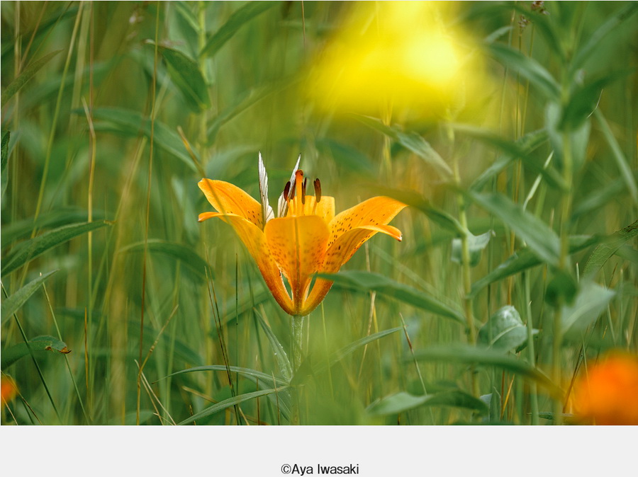 Sigma 150-600mm f/5-6.3 DG DN OS Sports Lens by  in  - EC MALL