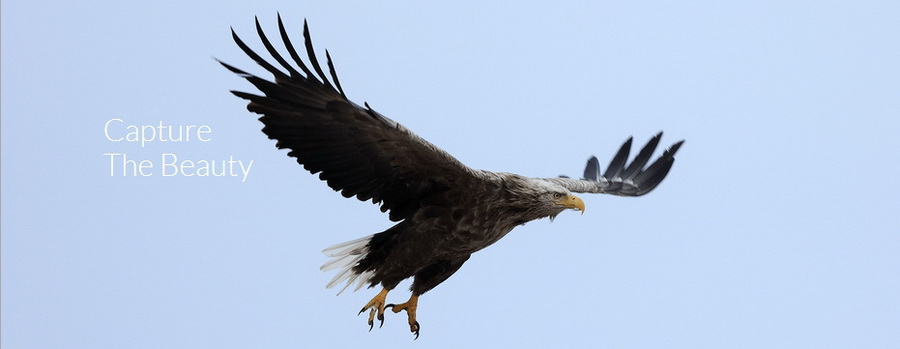 Canon RF 100-400mm f/5.6-8 IS USM Lens by  in  - EC MALL