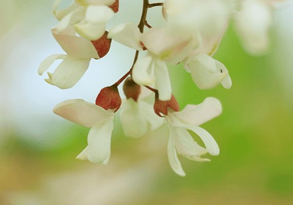 Canon RF 100-400mm f/5.6-8 IS USM Lens by  in  - EC MALL