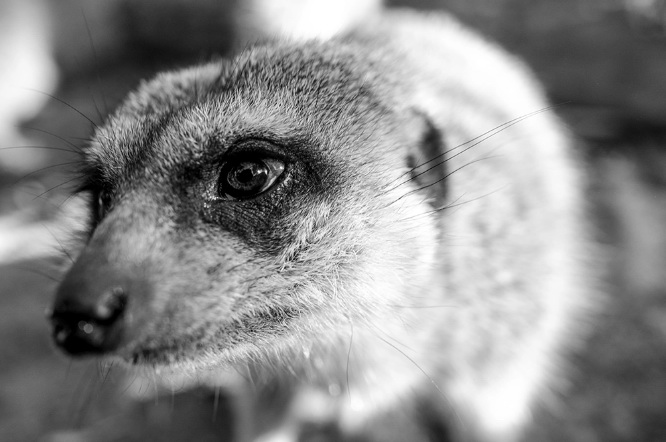 Fujifilm Fujinon XF 23mm f/1.4 R LM WR Lens by  in  - EC MALL