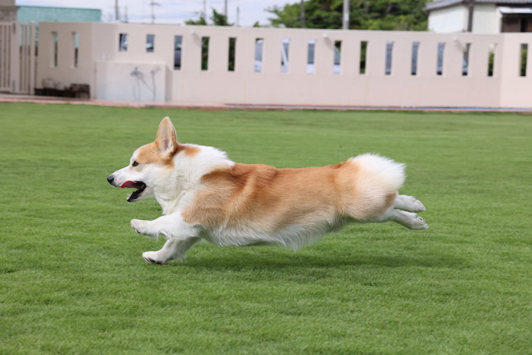 Canon RF 100-400mm f/5.6-8 IS USM Lens by  in  - EC MALL