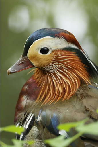 Canon RF 100-400mm f/5.6-8 IS USM Lens by  in  - EC MALL