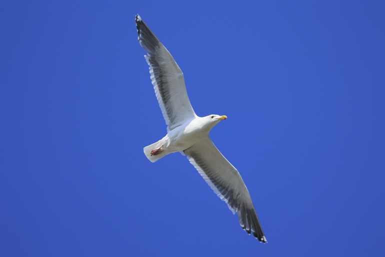 Canon RF 100-400mm f/5.6-8 IS USM Lens by  in  - EC MALL