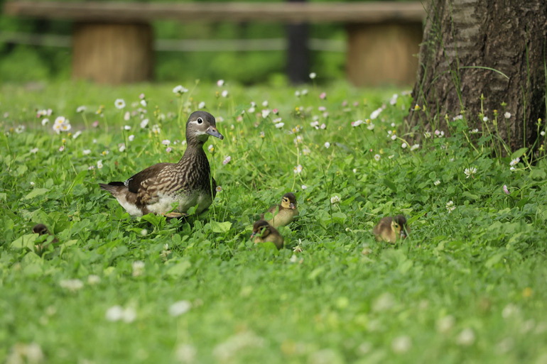 Canon RF 100-400mm f/5.6-8 IS USM Lens by  in  - EC MALL