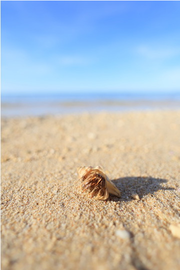 Canon RF 16mm f/2.8 STM Lens by  in  - EC MALL