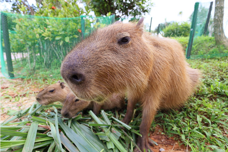 Canon RF 16mm f/2.8 STM Lens by  in  - EC MALL