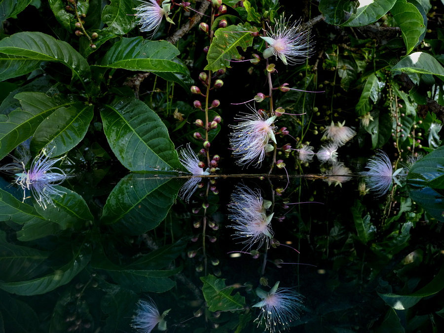 Fujifilm GFX 50S II by  in  - EC MALL