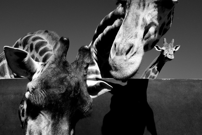 Fujifilm Fujinon XF 23mm f/1.4 R LM WR Lens by  in  - EC MALL