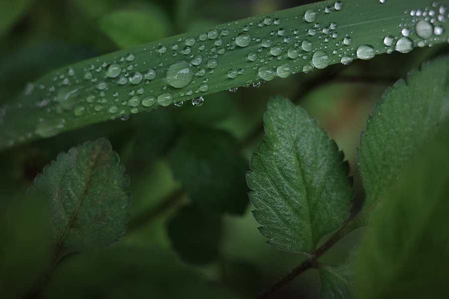 Ricoh GR IIIx Digital Camera by  in  - EC MALL