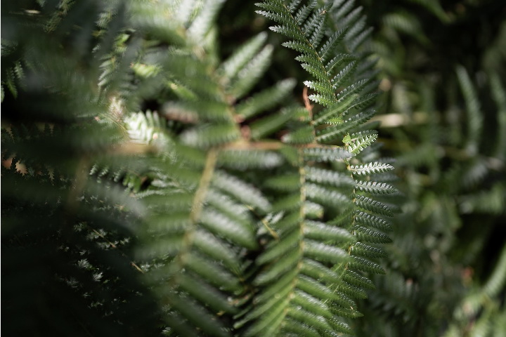 Sigma 24mm f/2 DG DN (C) Lens by  in  - EC MALL