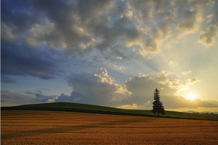 Sigma 24mm f/2 DG DN (C) Lens by  in  - EC MALL