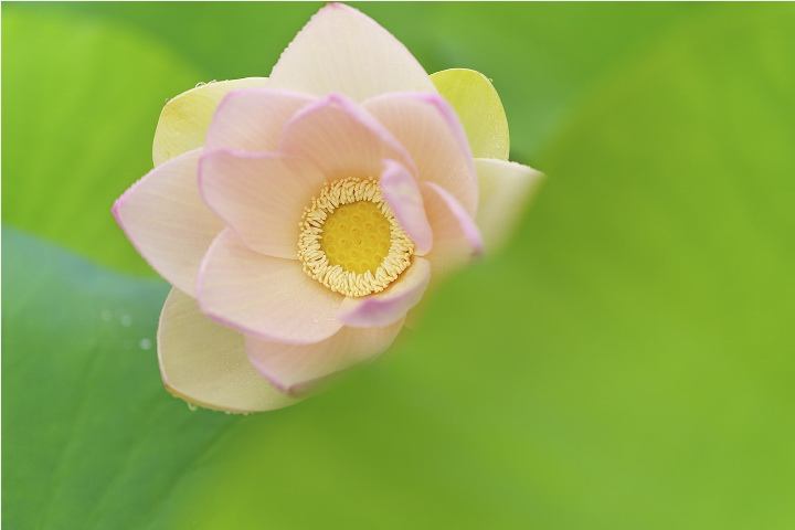 Sigma 90mm f/2.8 DG DN (C) Lens by  in  - EC MALL