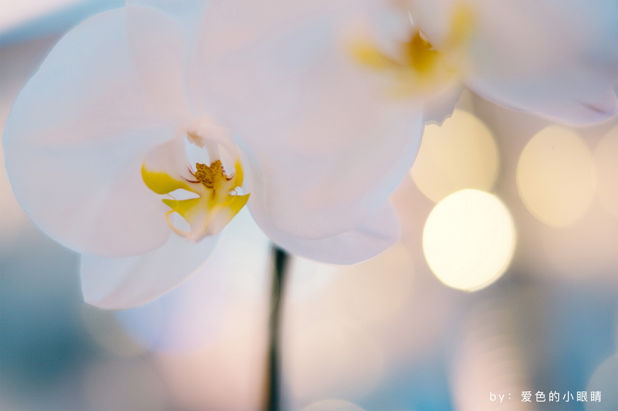 TTArtisan 50mm f/1.4 ASPH Lens for Leica M by  in  - EC MALL