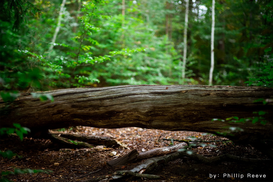 TTArtisan 50mm f/1.4 ASPH Lens for Leica M by  in  - EC MALL