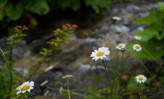 Sony FE 28-60mm f/4-5.6 Lens by  in  - EC MALL