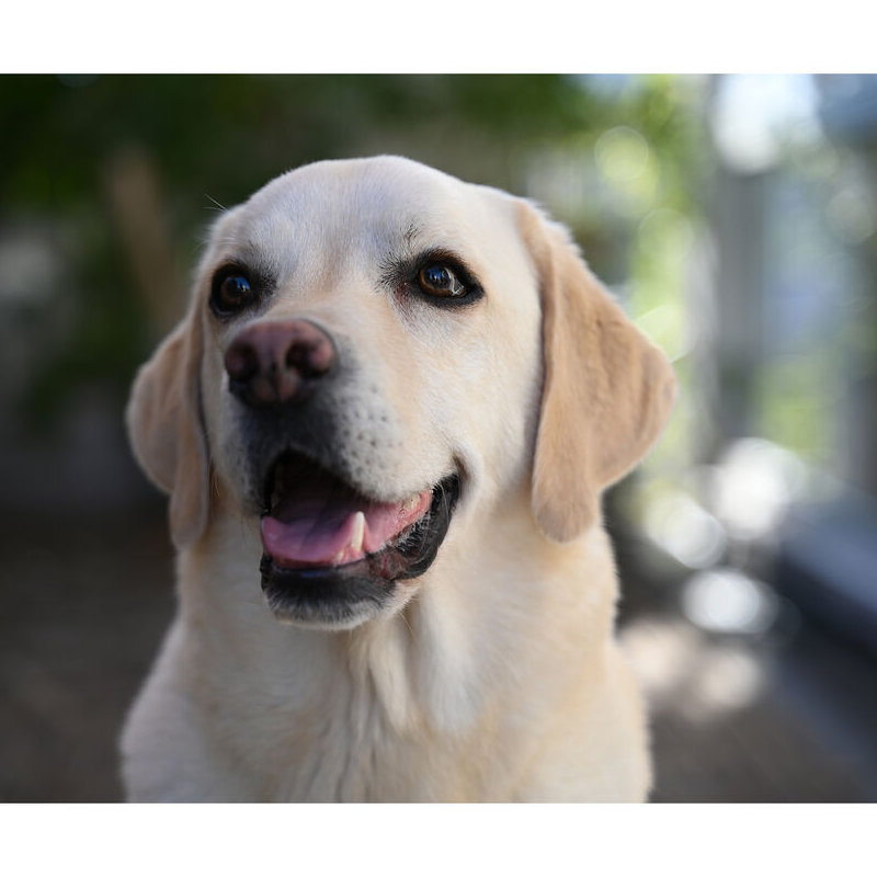 Nikon NIKKOR Z 28-75mm f/2.8 Lens by  in  - EC MALL