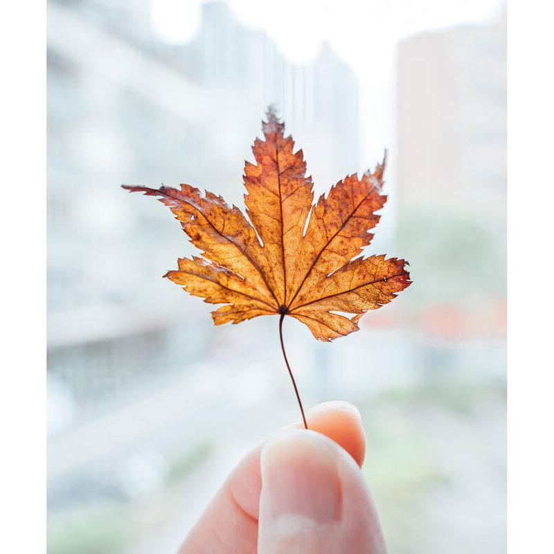 Nikon NIKKOR Z 28-75mm f/2.8 Lens by  in  - EC MALL