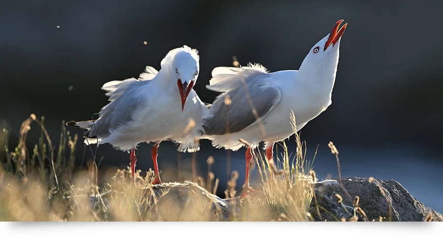 Nikon NIKKOR Z 800mm f/6.3 VR S Lens by  in  - EC MALL