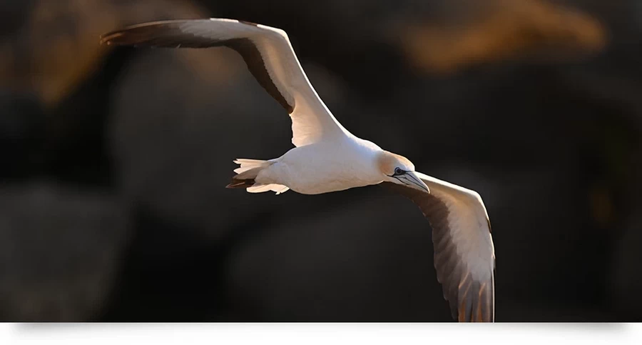 Nikon NIKKOR Z 800mm f/6.3 VR S Lens by  in  - EC MALL