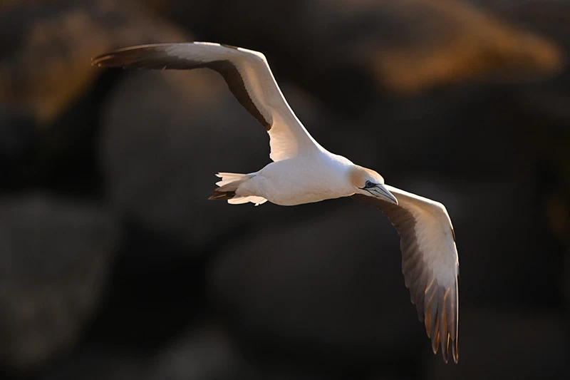 Nikon NIKKOR Z 800mm f/6.3 VR S Lens by  in  - EC MALL